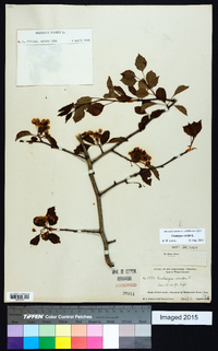 Crataegus viridis image