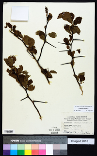 Crataegus viridis image