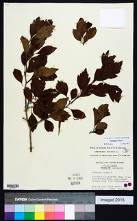 Crataegus viridis image