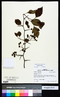 Crataegus viridis image