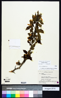 Crataegus viridis image