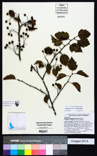 Crataegus viridis image