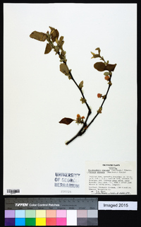 Cydonia sinensis image