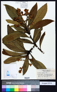 Eriobotrya japonica image