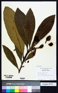 Eriobotrya japonica image