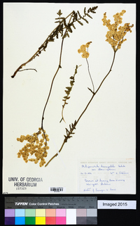 Filipendula hexapetala image