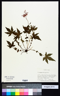 Filipendula multijuga image