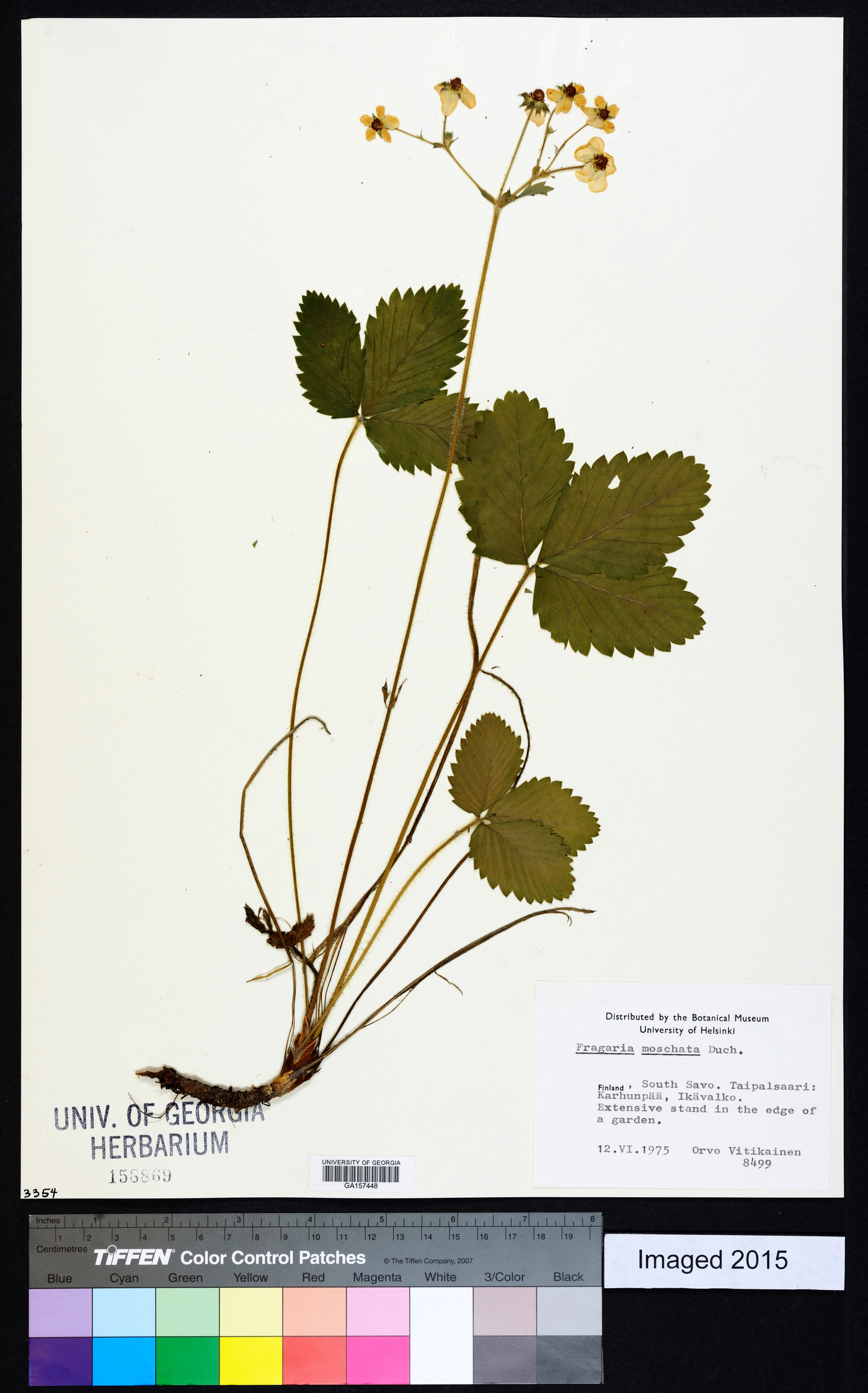 Fragaria moschata image