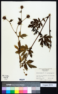 Geum laciniatum var. trichocarpum image