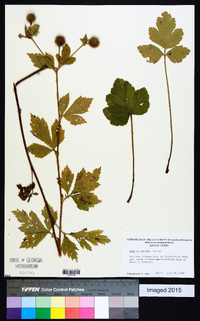 Geum laciniatum image