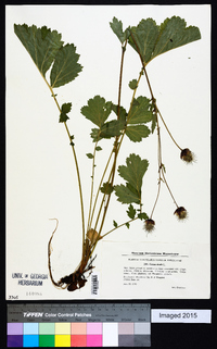 Geum rivale image