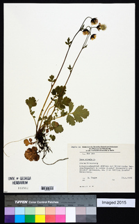 Geum rivale image