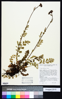 Geum triflorum image