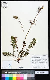 Geum triflorum image