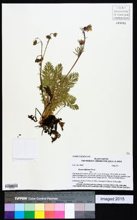 Geum triflorum image