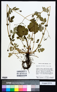 Geum vernum image