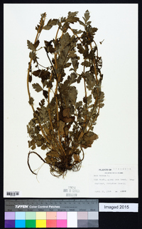 Geum vernum image