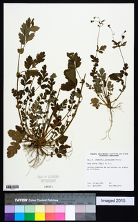 Geum vernum image