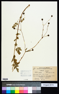 Geum vernum image