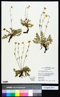 Geum rossii image