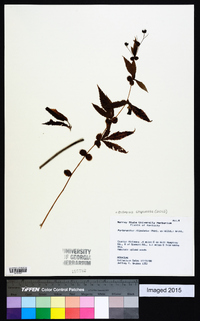 Gillenia stipulata image