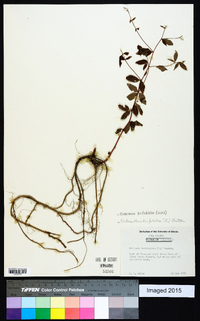 Gillenia trifoliata image