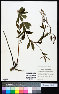 Gillenia trifoliata image