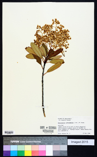 Heteromeles arbutifolia image