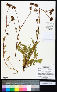Horkelia fusca subsp. parviflora image