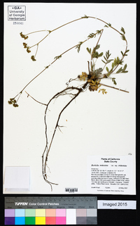 Horkelia tridentata subsp. tridentata image