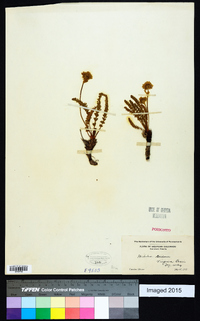 Horkelia gordonii image