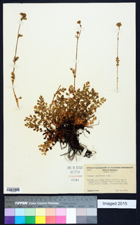 Horkelia fusca var. parviflora image