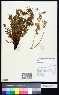 Ivesia baileyi var. beneolens image