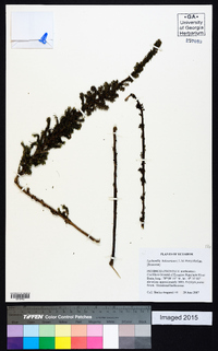 Image of Lachemilla holosericea