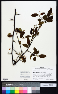 Malus angustifolia image