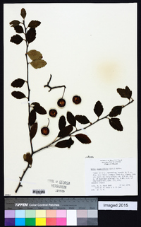 Malus angustifolia image