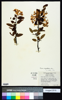 Malus angustifolia image