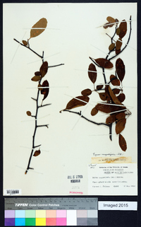 Malus angustifolia image