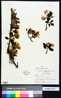 Malus angustifolia image