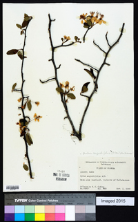 Malus angustifolia image