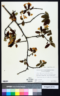 Malus angustifolia image