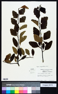 Malus angustifolia image