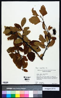 Malus angustifolia image