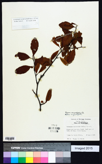 Malus angustifolia image