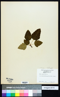 Pyrus angustifolia image