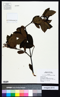 Pyrus floribunda image