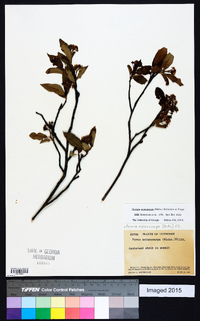 Photinia melanocarpa image