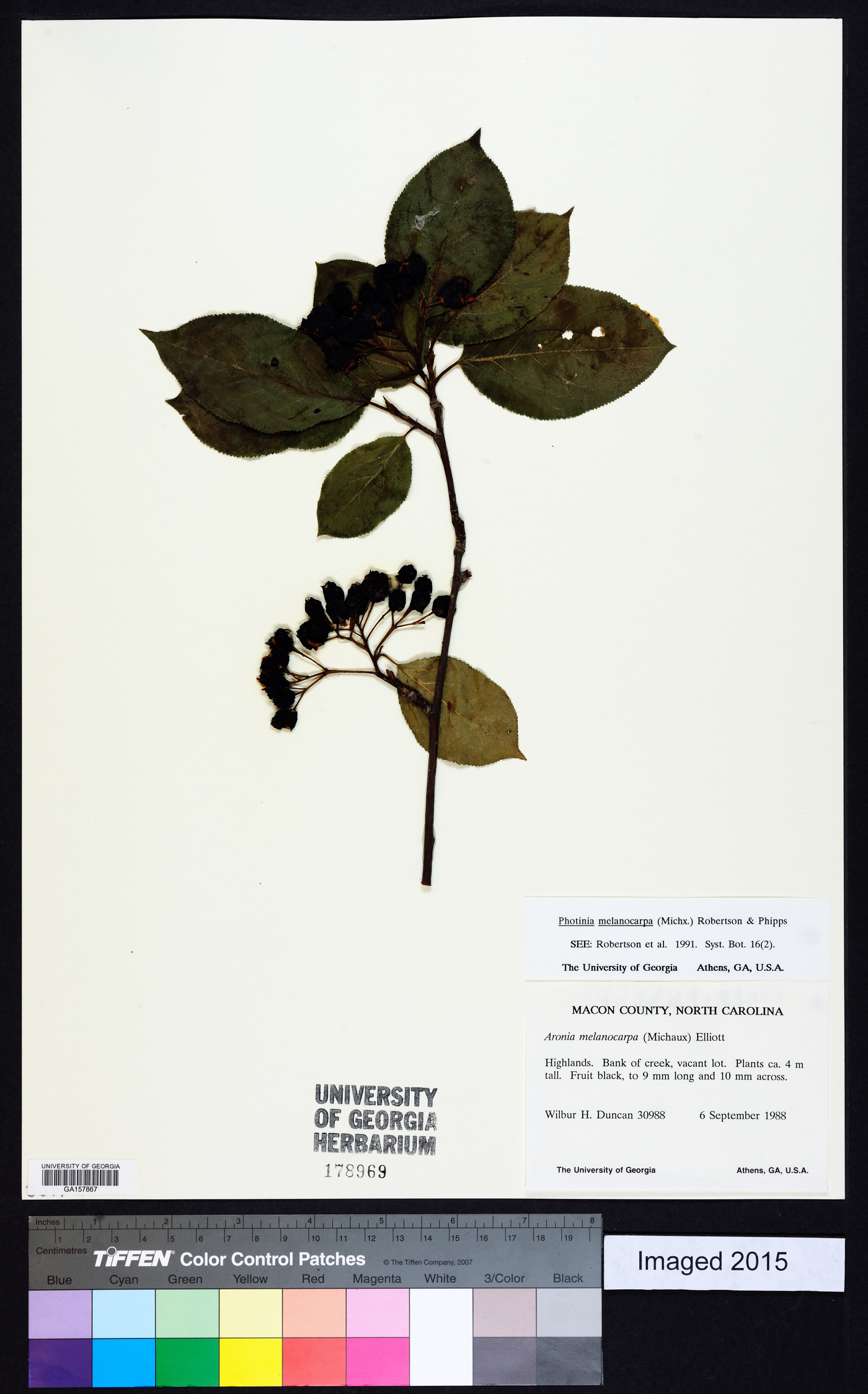 Photinia melanocarpa image