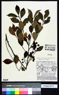 Photinia melanocarpa image