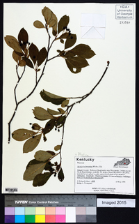 Photinia melanocarpa image